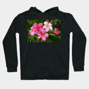 Kailua Kona Pink Plumeria Hoodie